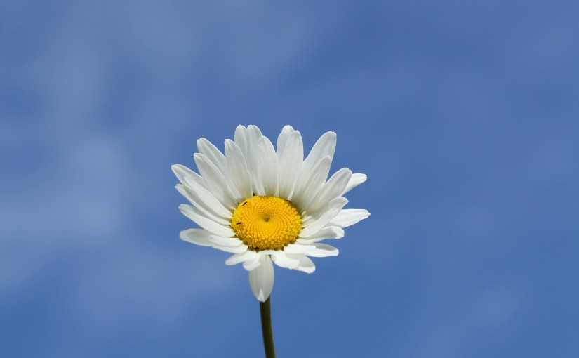 Daisy in the sky